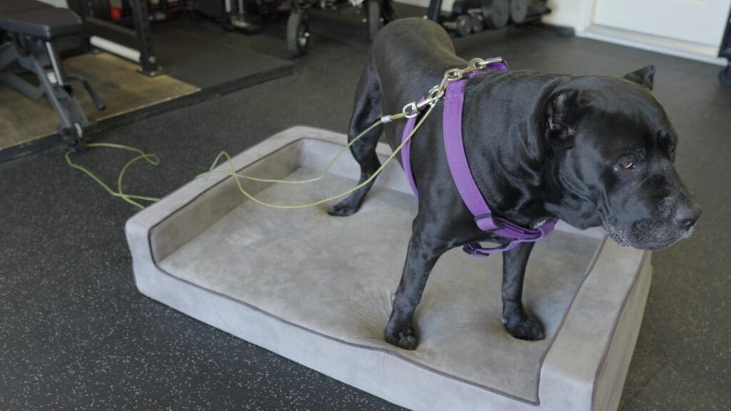 Every Good Home Gym Needs These 5 Things 31 Jax DogBed